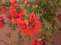 イタリアの花