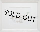 画像: ソラーノ